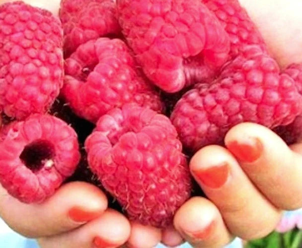 Giant Raspberry Cuttings - 10 Unrooted Cuttings - Gordost Rossii - Rubus idaeus - Ideal for Home Gardening and Easy Growing