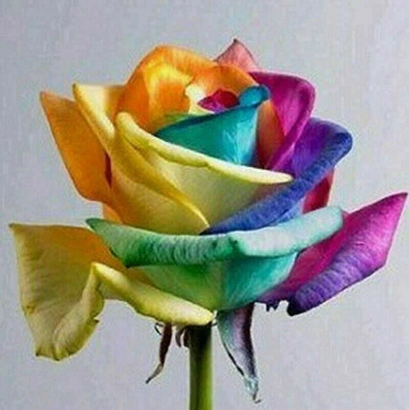 50pcs Rainbow Rose Flower Seeds | Colorful Garden Plants | Rosa spp. | Easy to Grow for Home Gardens