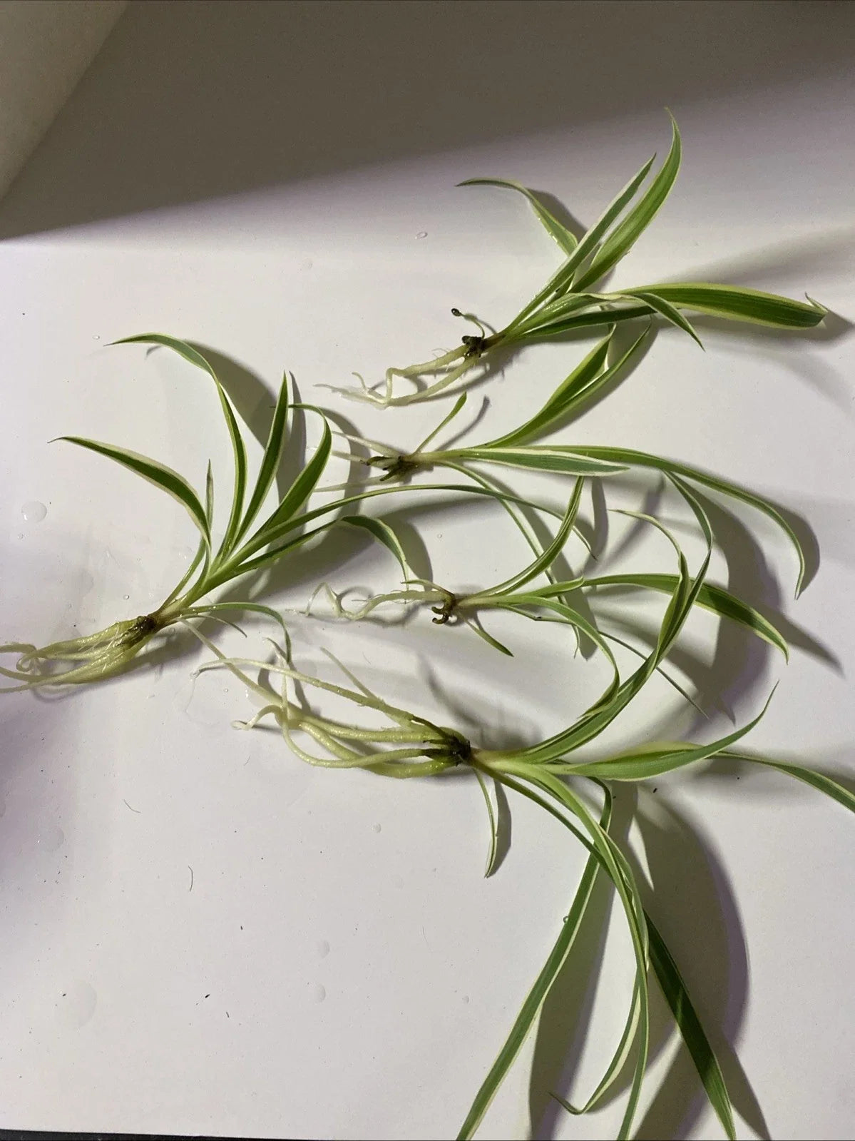 Live Bare Root Spider Plants - 5 Pack - Chlorophytum comosum - Easy Care Indoor Air Purifying Houseplants