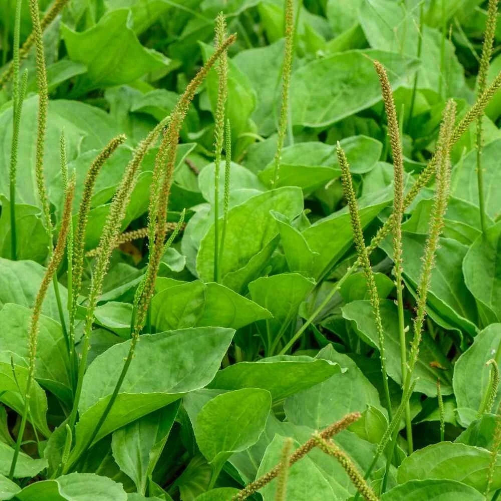 Common Plantain Seeds - 500+ Clean Seeds - Plantago major - Medicinal Herb, Edible Greens, Non-GMO, Easy to Grow