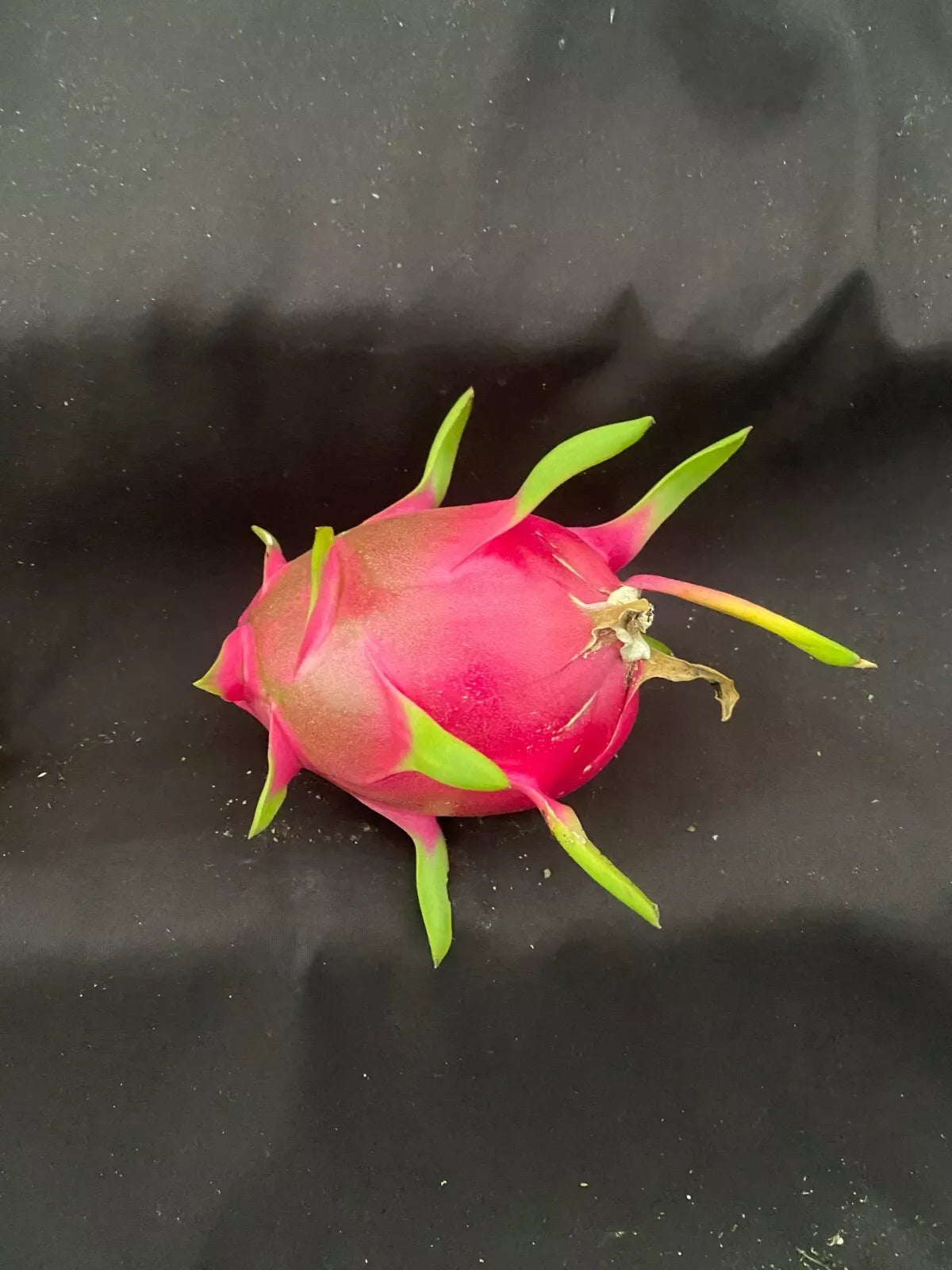 White Dragon Fruit Plant 3" Pot Hylocereus undatus Rooted Live Cactus, Climbing Plant for Indoor/Outdoor Gardens