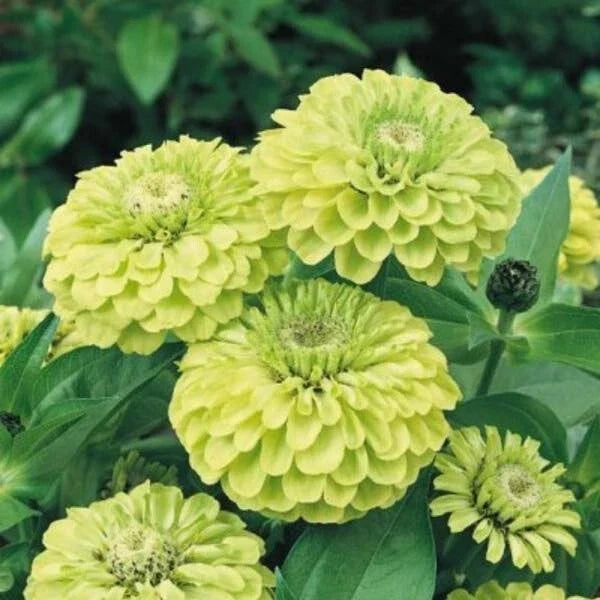 Envy Zinnia Seeds - 100+ Pack - Zinnia elegans - USA Grown - Easy to Grow Garden Flowers for Vibrant Blooms