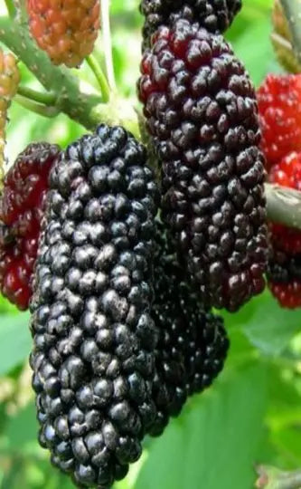 Red Mulberry Fruit Tree 1' Live Seedling Morus Rubra Bare Root Edible Berries USA