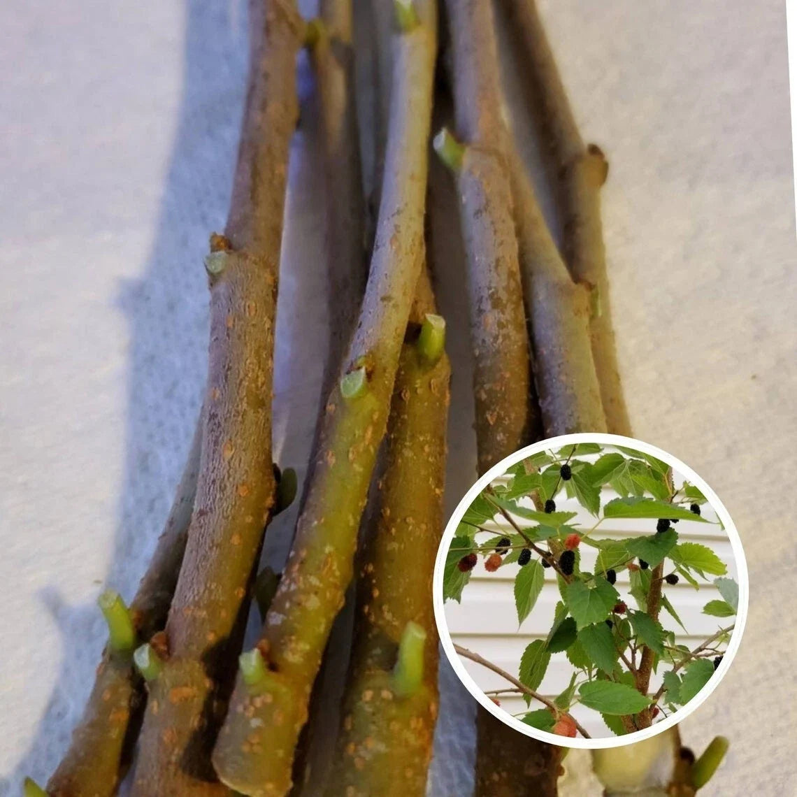 Unrooted Mulberry Cuttings Lot - 15 Organic Cuttings - Morus alba - 8 Inches - Perfect for Gardening and Wholesale