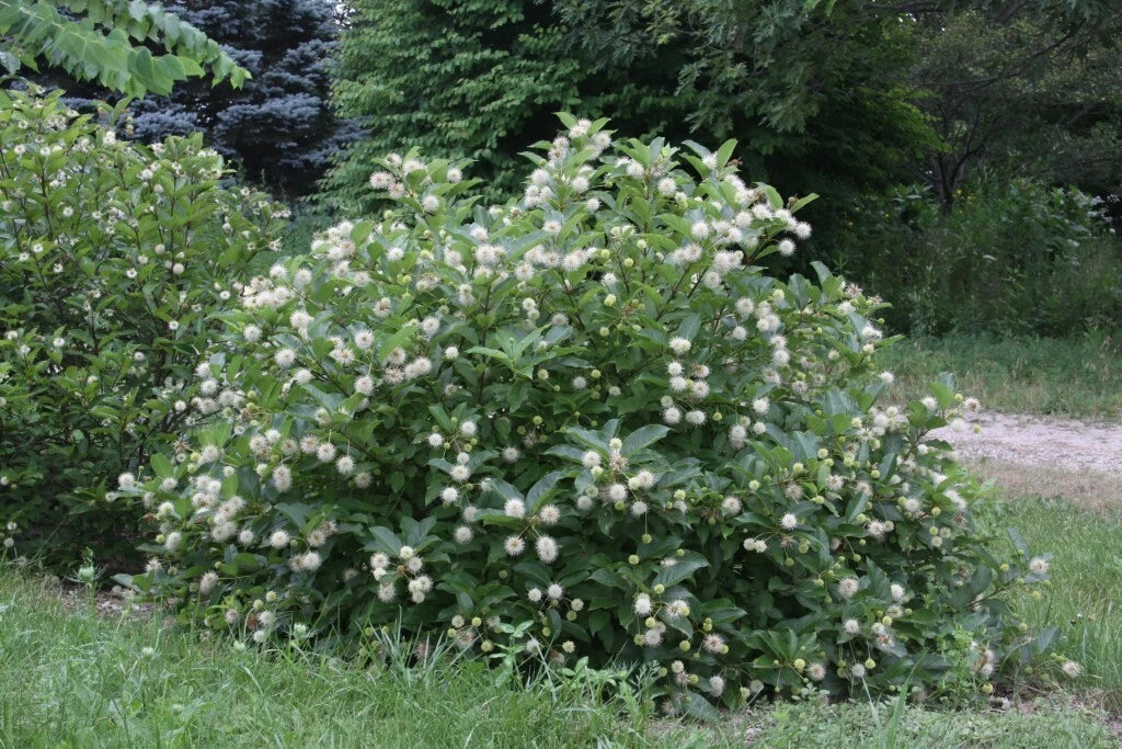 Buttonbush Live Plants Set of 2 - Cephalanthus occidentalis Native Shrubs for Rain Gardens & Wet Soils