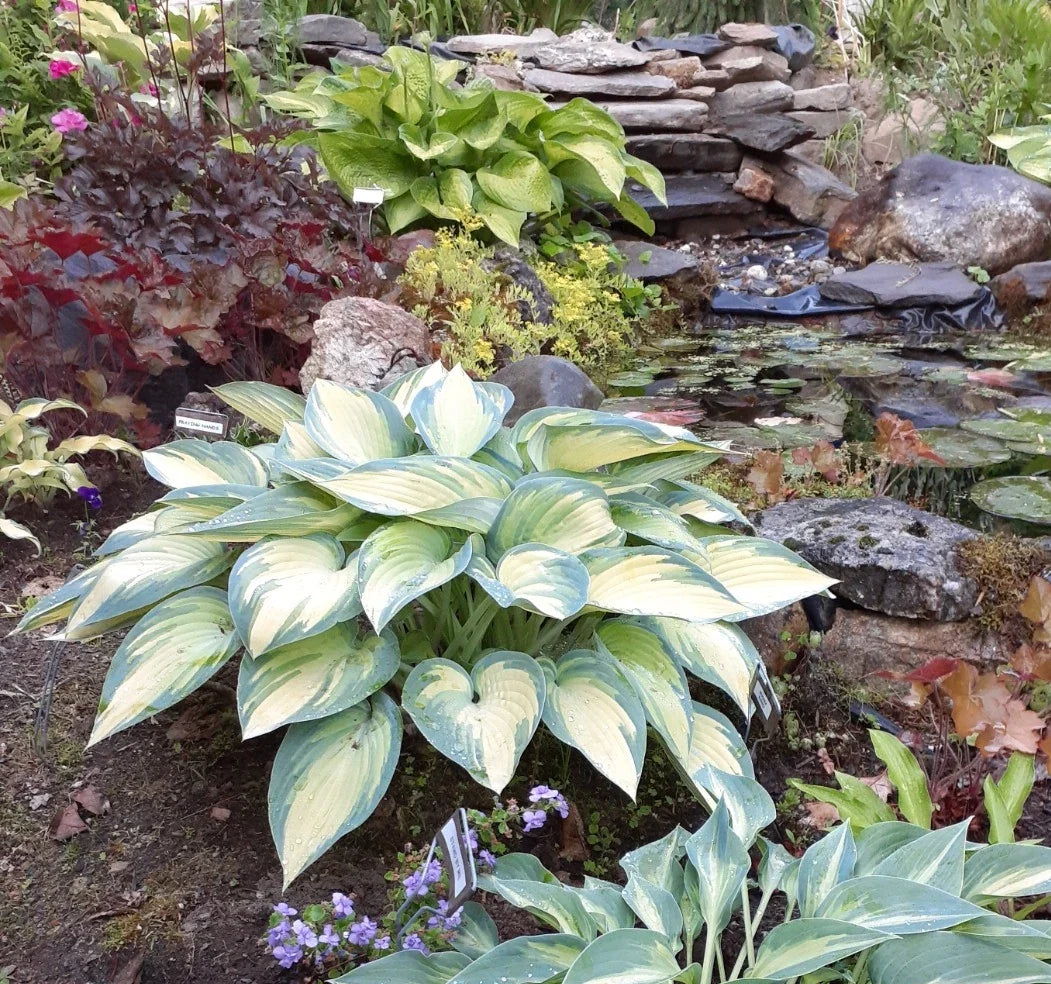 Hosta Starter Plant | 4-Inch Pot | June Variety | Hosta sieboldiana 'June' | Perennial Shade Plant for Gardens