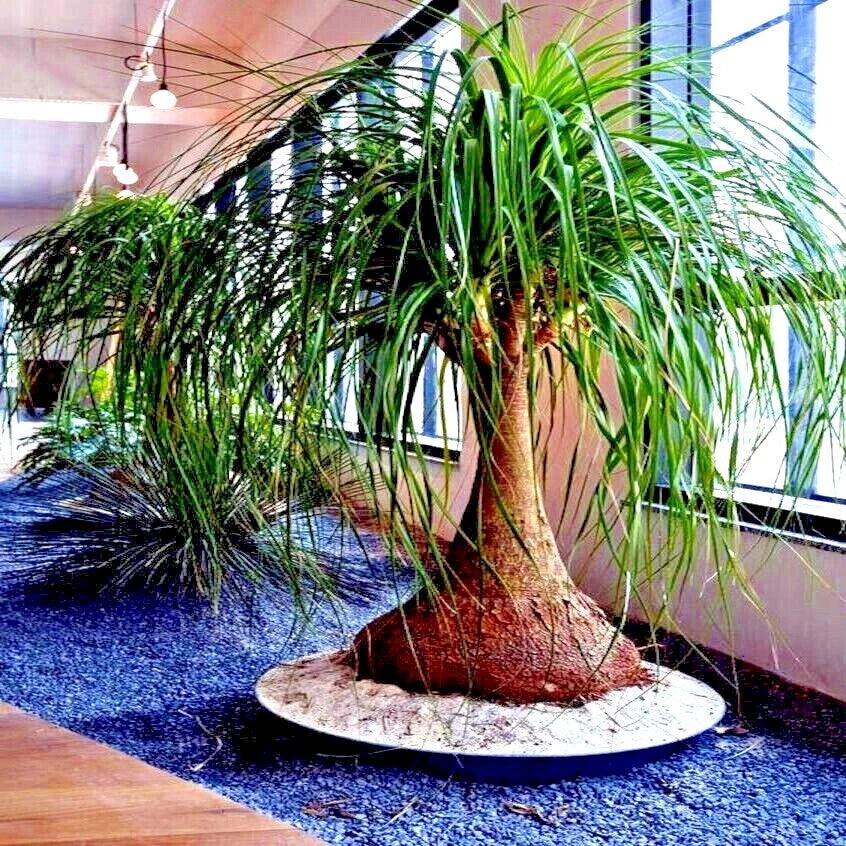 Ponytail Palm Seeds - Beaucarnea recurvata - Easy Care Indoor Houseplant - Tropical Plant Seeds for Home Decor