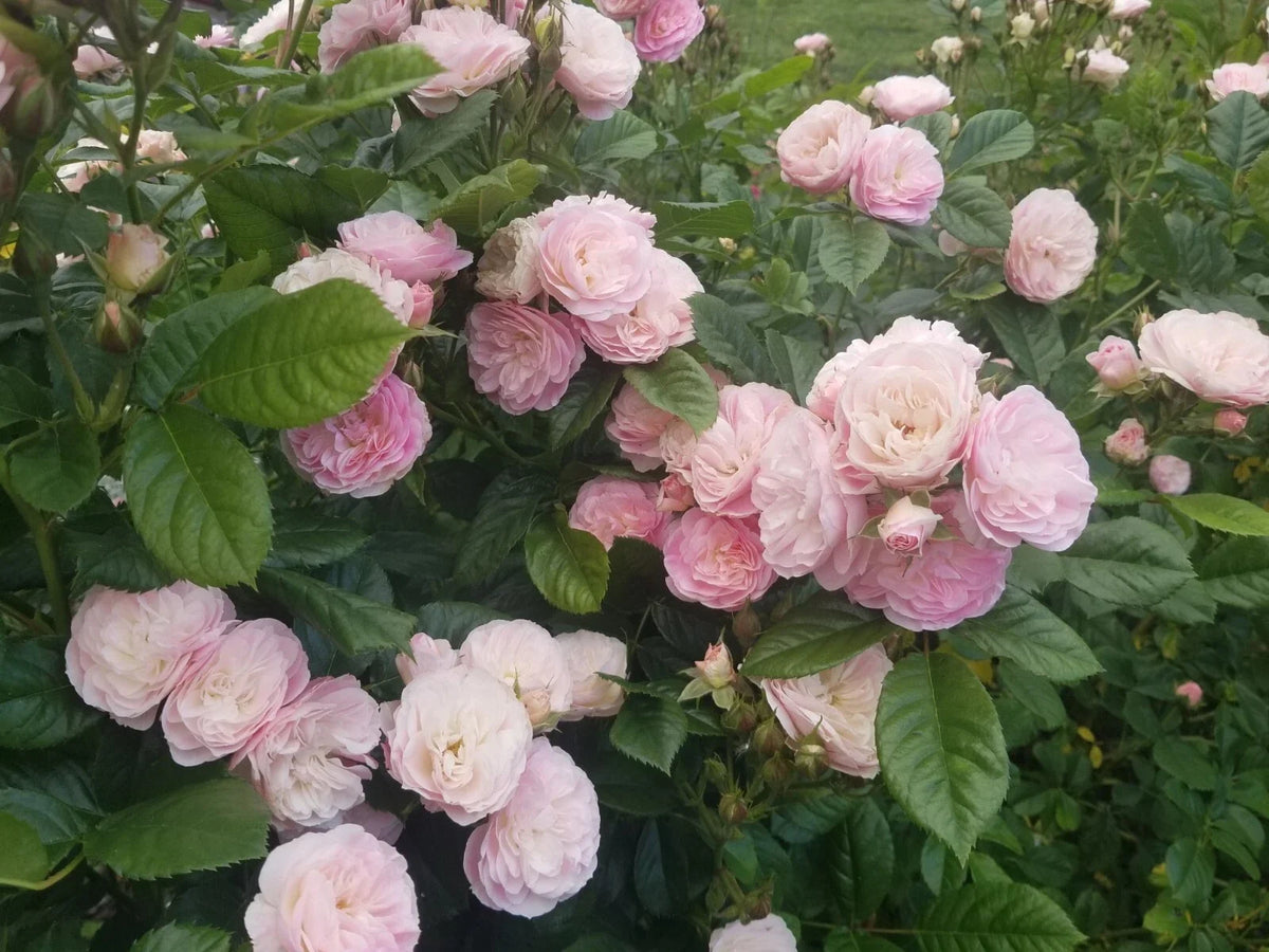 Unrooted Stem Cuttings - Bouquet Parfait Rose - Rosa 'Bouquet Parfait' - 10 Fresh Cuttings for Gardening & Floral Arrangements