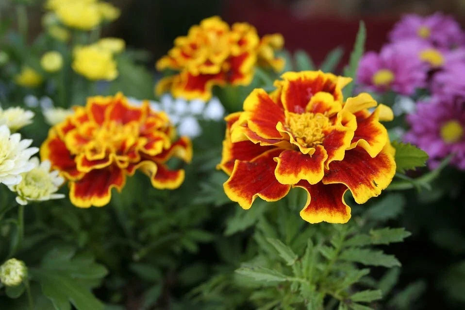 Marigold Flower Seeds Pack - Red Yellow Variety - Tagetes erecta - Non-GMO for Gardening and Pollinator Attraction