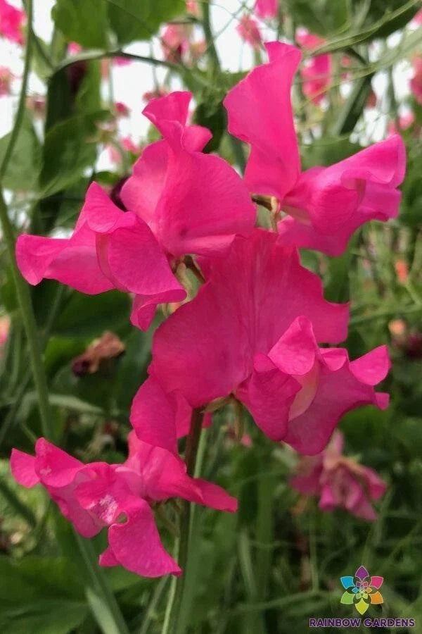 Josie Sweet Pea Seeds - 50 Premium Seeds - Lathyrus odoratus - Non-GMO Heirloom for Garden Planting - Vibrant & Fragrant Blooms