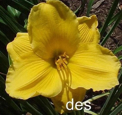 10 Daylily Plants - Sun Locket - Bright Yellow Flowers - Hemerocallis spp. - Perfect for Gardens and Borders