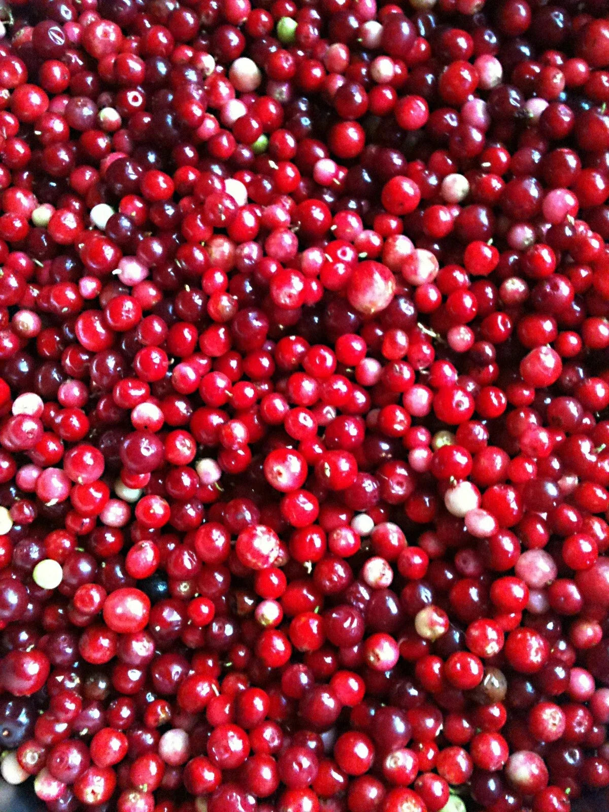 Lingonberry Seeds - 25 Pack - Cold Tolerant Superfruit - Vaccinium Vitis-Idaea - Ideal for Jams & Sauces