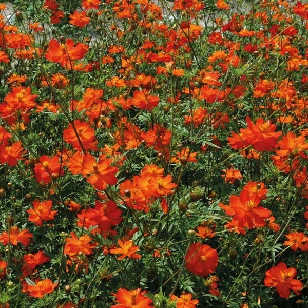 Tango Cosmos Seeds - 200+ Count Colorful Flowering Garden Seeds - Cosmos bipinnatus - USA Grown, Non-GMO