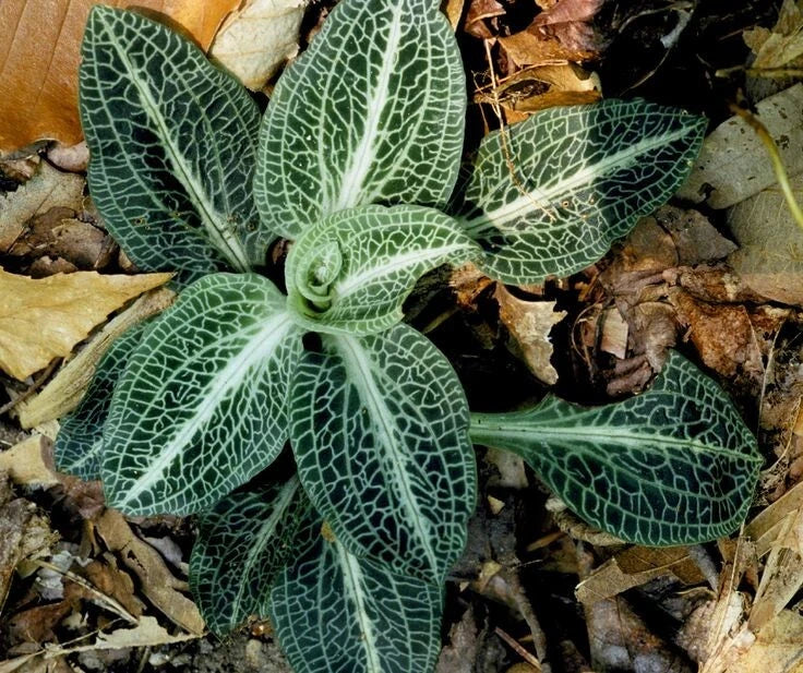 Rattlesnake Orchid Bare-root Plant | Goodyera oblongifolia | Unique Green Foliage with Patterned Leaves