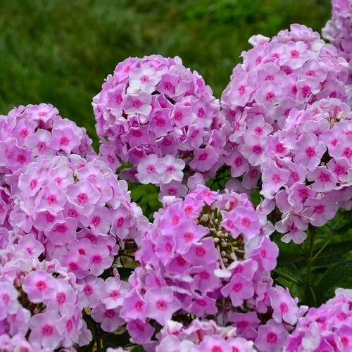 Opalescence Phlox Seeds - 100 Count - Vibrant Summer Blooms - Phlox paniculata - USA Grown, Non-GMO, Free Shipping