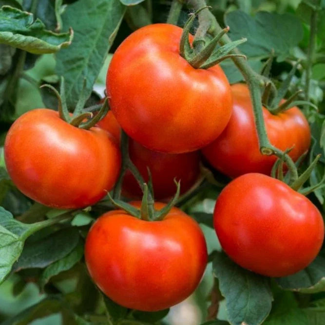 Tomato Seeds 60 Count Wisconsin 55 Indeterminate Heirloom Non-GMO Solanum lycopersicum for Home Gardens