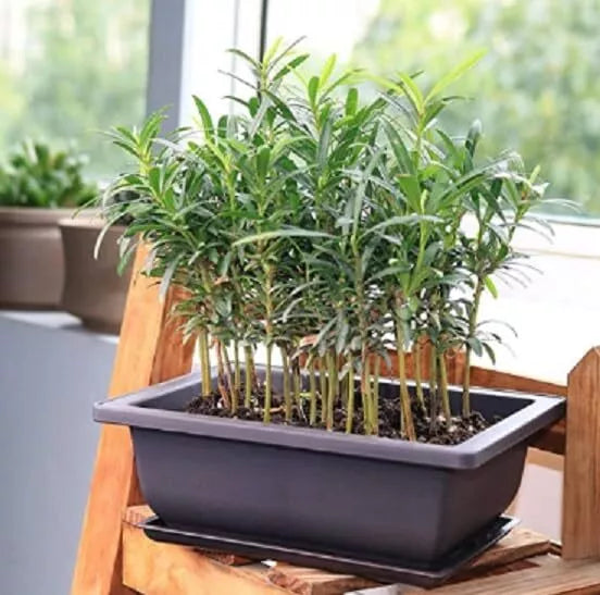 Willow Bonsai Tree Forest Kit - 15 Trees, 8 Inch Pot & Tray - Salix spp. - Indoor/Outdoor Gardening Starter Set