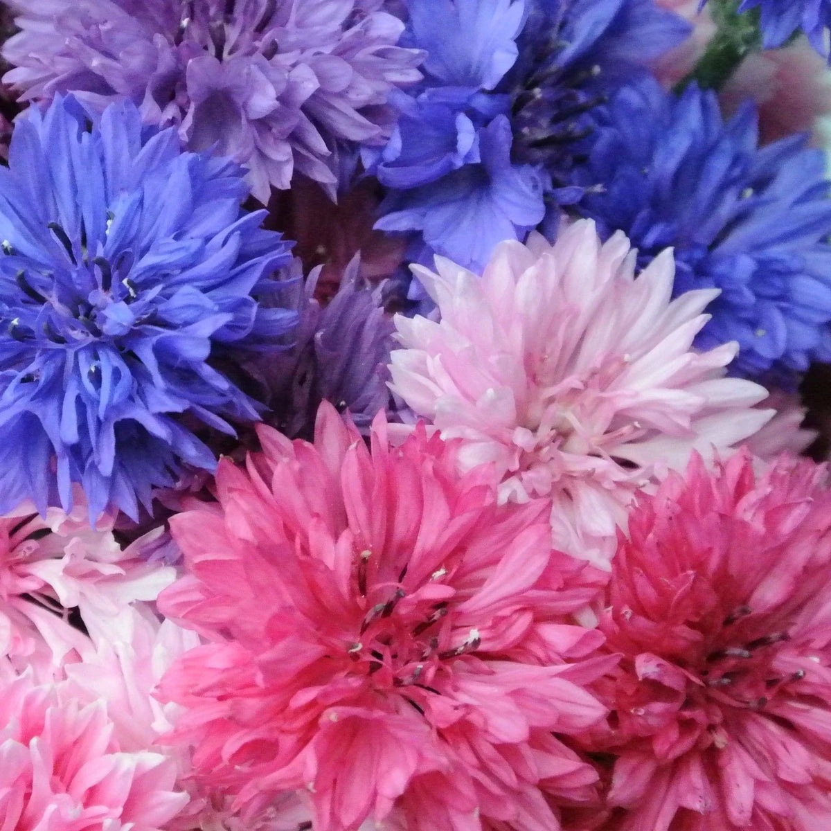 Cotton Candy Mix Bachelor Button Seeds - 1000+ Count - Centaurea cyanus - Non-GMO Annual Flower Seeds for Gardening
