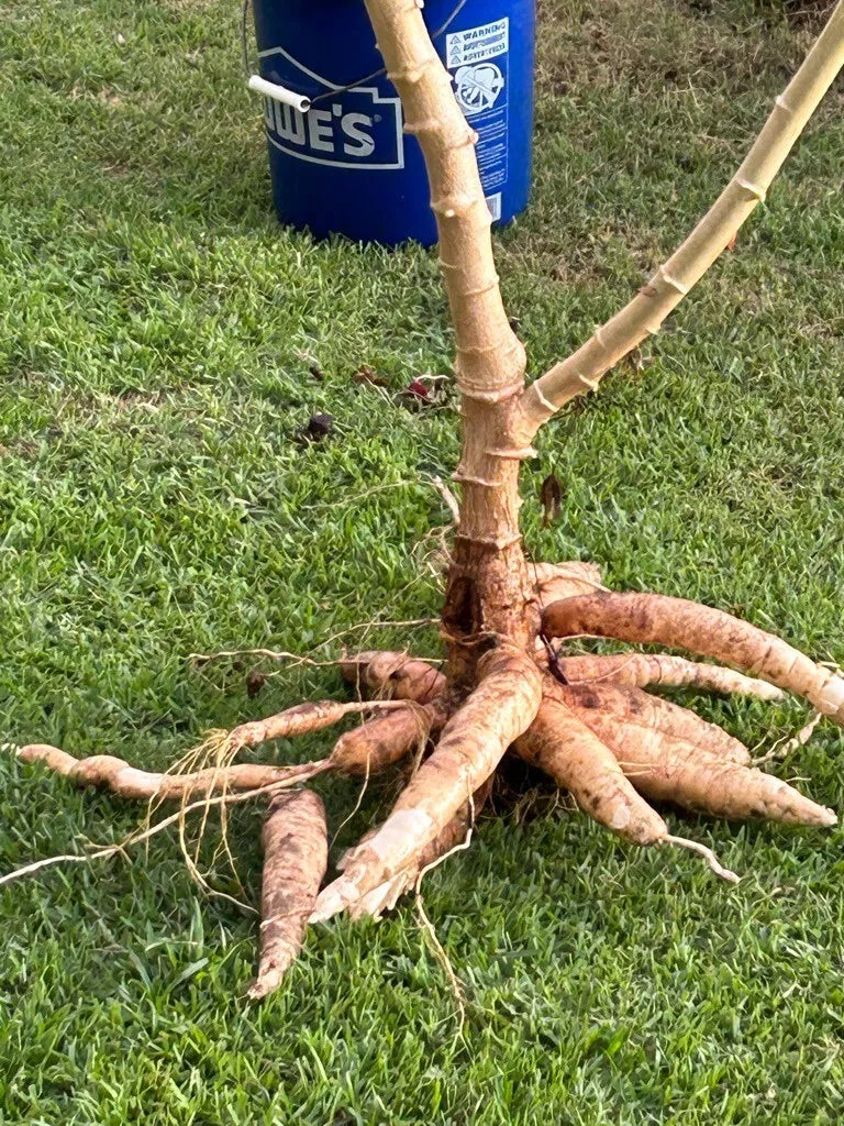 Cassava Cuttings - 5 Unroot Stem - Manihot esculenta - Disease-Free, Fast-Growing, Nutrient-Rich for Home Gardens or Farms