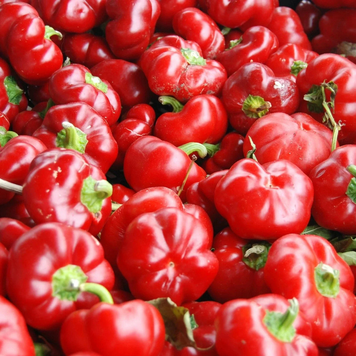 Sweet Pimento L Pepper Seeds 25+ MILD Capsicum annuum - Non-GMO Vegetable Seeds for Garden, Annual Planting, High Yield