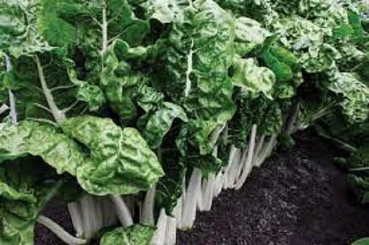 Heirloom Swiss Chard Seeds - Fordhook Giant - Non-GMO Organic - Beta vulgaris subsp. cicla - Packet of 100 Seeds