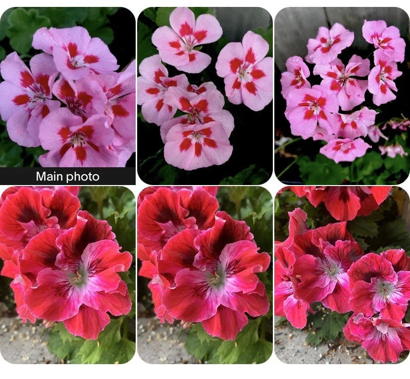 Rare Geranium Plants Set of 2, Unique Varieties in 3-Inch Pots, Pelargonium spp. - Perfect for Indoor or Outdoor Display