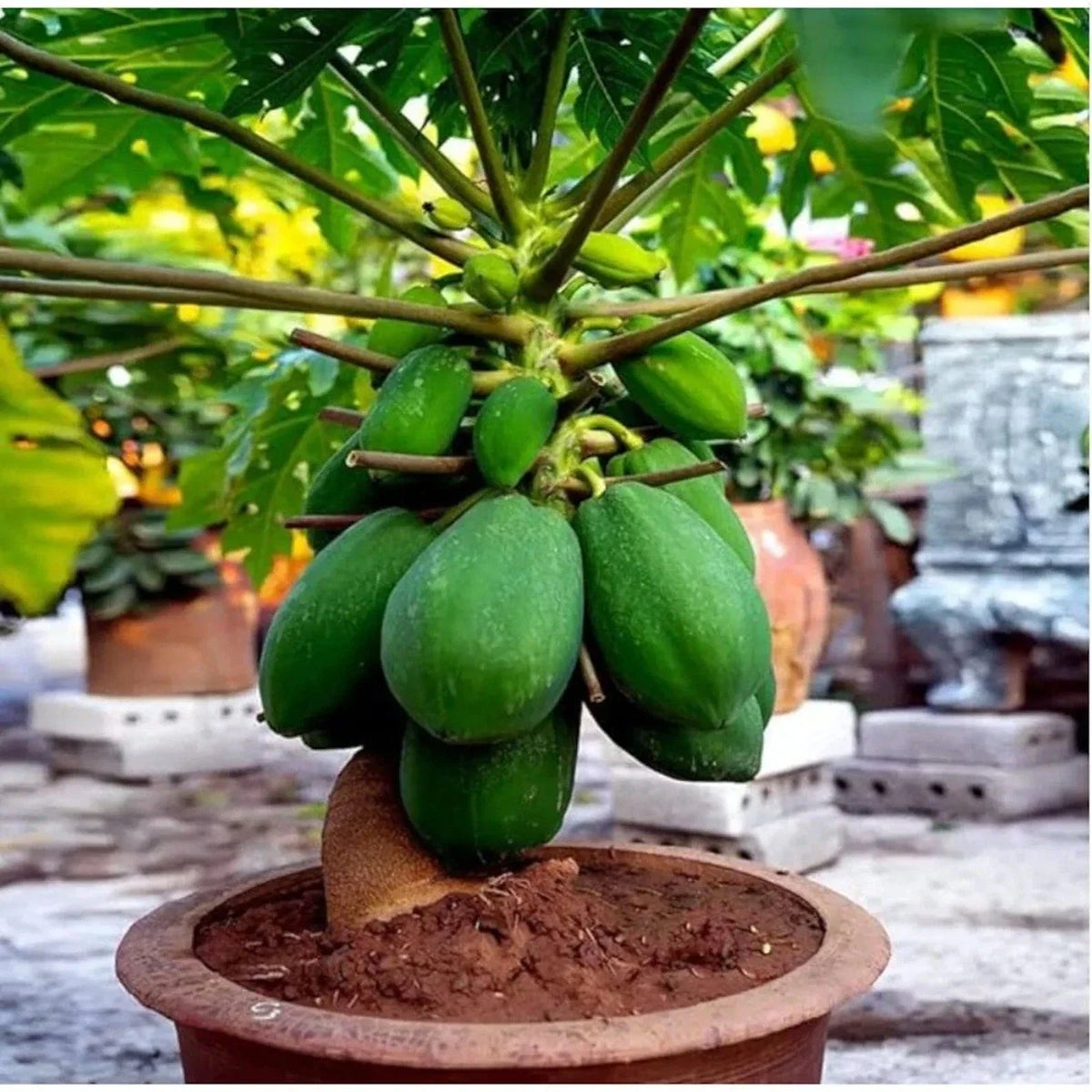 Dwarf Papaya Tree Start - Live 12" Well-Rooted Plant - Carica papaya - Tropical Fruit for Indoor/Outdoor Gardening