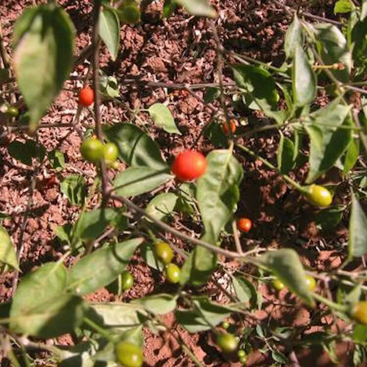 Chiltepin Pepper Seeds - 25 Non-GMO Seeds - Spicy Variety - Capsicum annuum - Ideal for Home Gardening