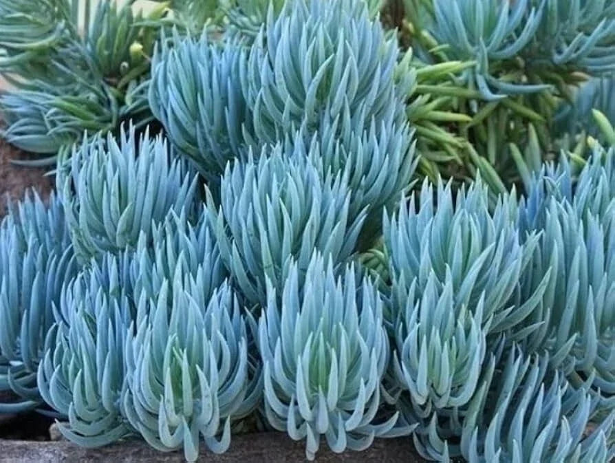 Blue Chalk Sticks Succulent Cutting - Senecio serpens - Healthy Rare Easy Care Live Plant for Indoor Outdoor Garden