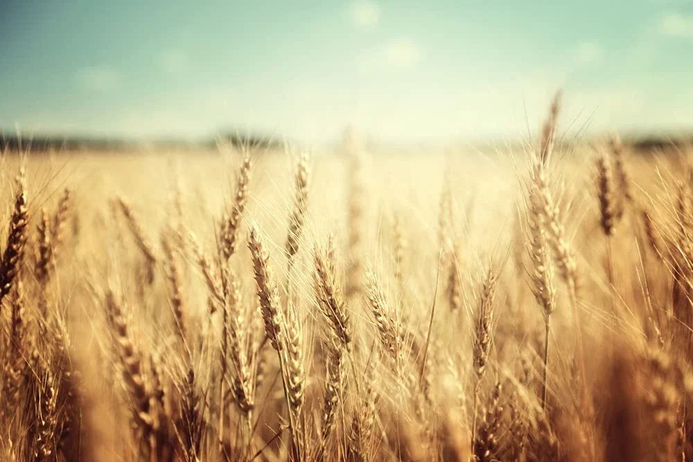 Wheat Cover Crop Seeds 2 Lbs Non-GMO Winter Rye Food Plot Seed for Deer & Turkey Secale cereale