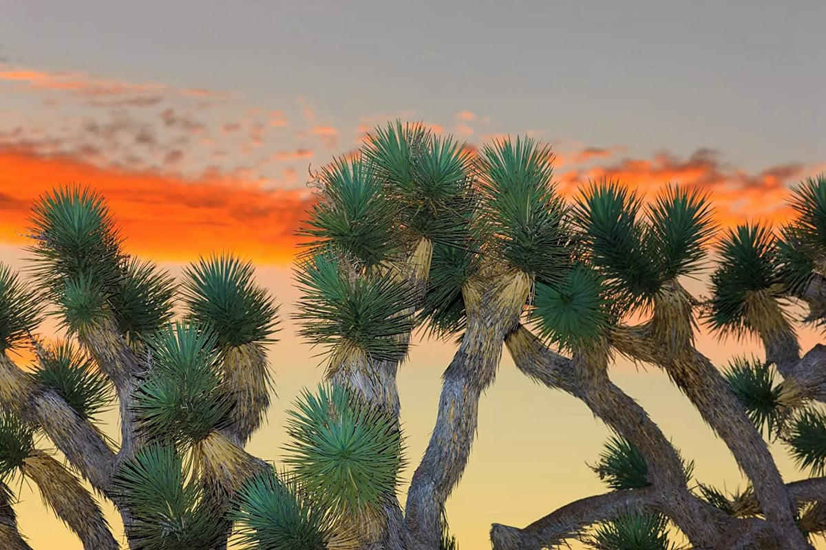 Joshua Tree Bonsai Seeds - 10 Count - Yucca brevifolia - Unique Desert Plant for Indoor/Outdoor Bonsai Gardening