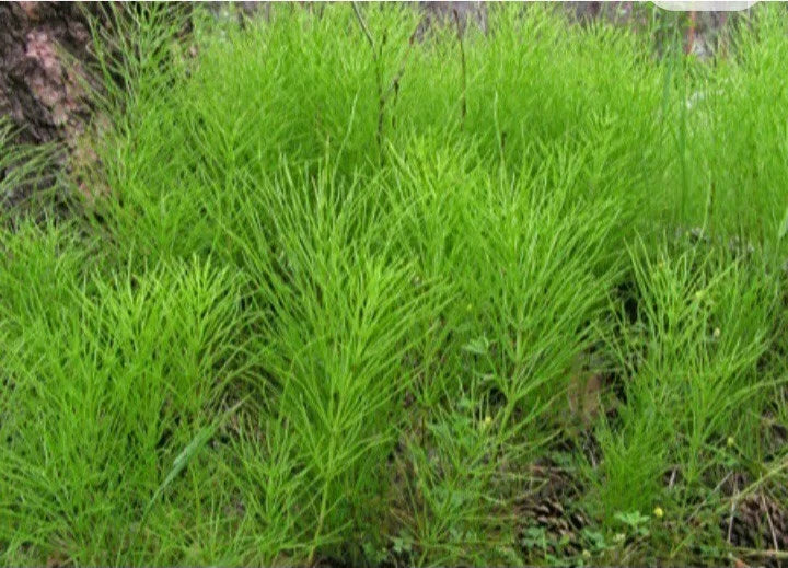 Horsetail Shavegrass Plants - Edible Herb Bareroot, Equisetum arvense, Common Native Variety, 5 to 10 Pack