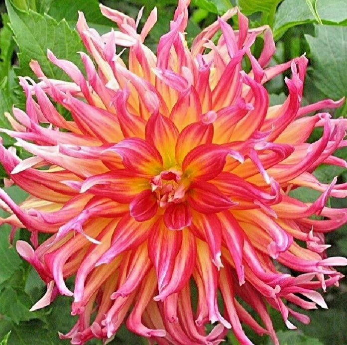 Dahlia Plant 4" Live Pink Red Yellow Cactus Flower - Dahlia 'Bora Bora' - Vibrant Garden Addition with Bulb Tuber Clump