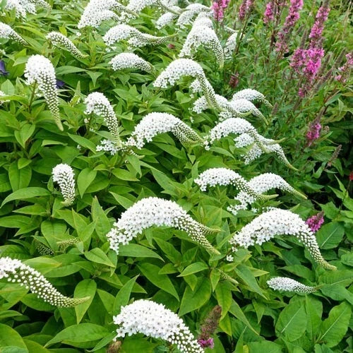 Gooseneck Loosestrife Perennial Plants - 12 Live Rooted - Lysimachia clethroides - Vibrant Yellow Flowers