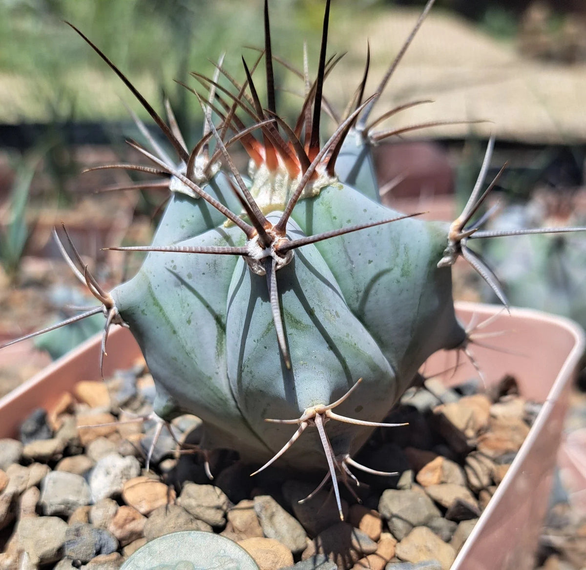 Echinocactus Platyacanthus Bare Root Cactus Plant, Golden Barrel Cactus, Unique Desert Succulent for Indoor/Outdoor Gardens