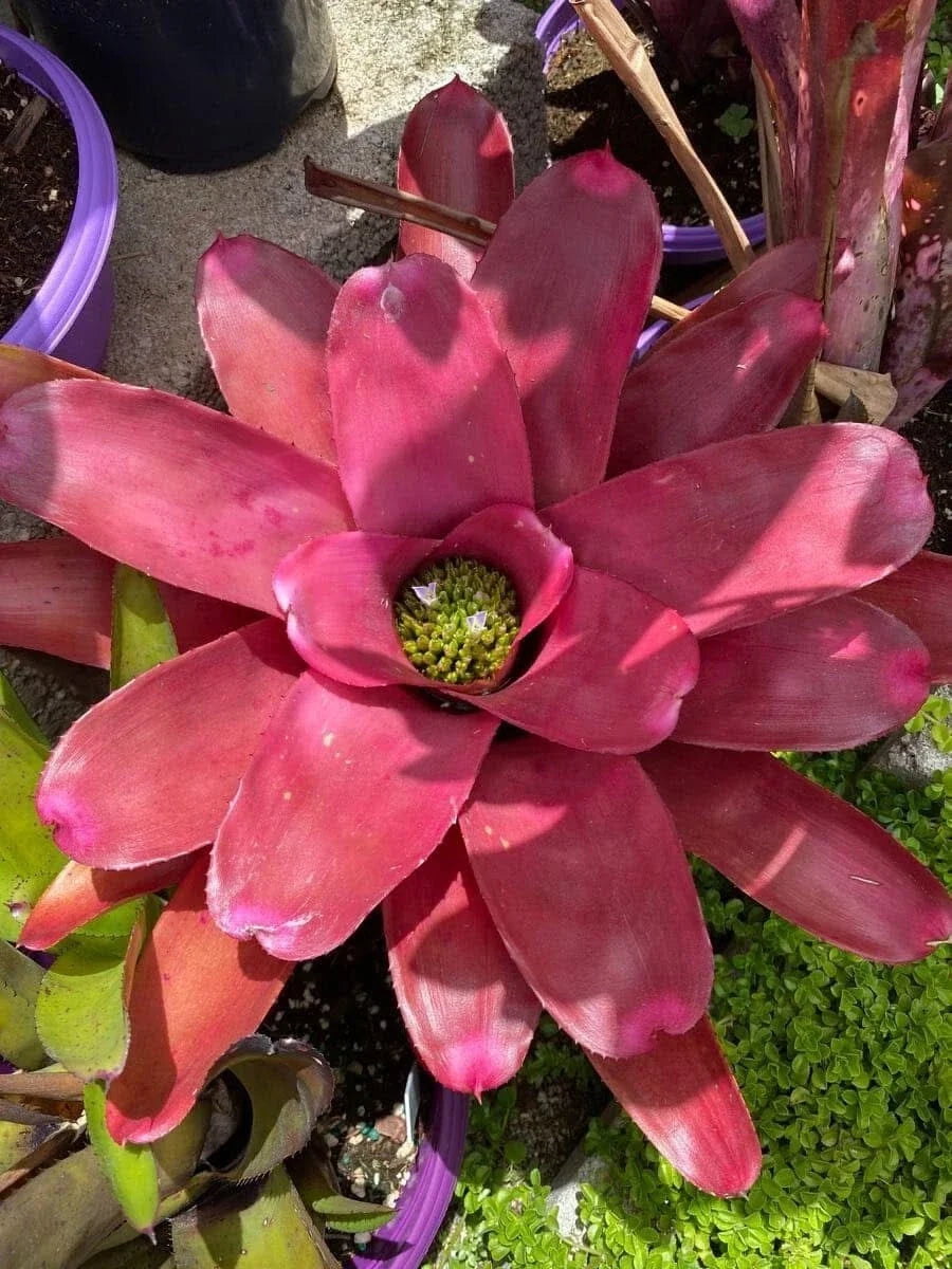 Bromeliad Plant - 6-8 Inch Neoregelia 'Petra' - Colorful Tropical Indoor Houseplant - Easy Care, Drought-Tolerant