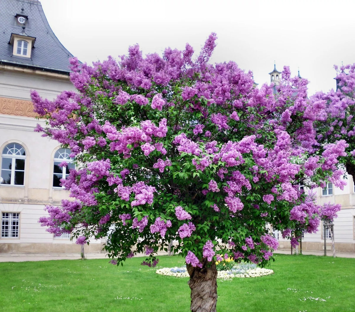 Persian Lilac Seeds - 30 Pack - Fast Growing Sacred Tree - Melia azedarach - Fragrant Purple Flowers - Free US Shipping
