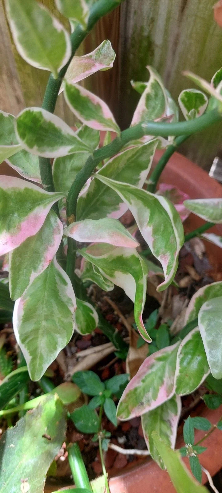 Devil's Backbone Plant - 4-Inch Rooted Variegated Euphorbia tithymaloides - Unique Zigzag Succulent for Indoor Garden