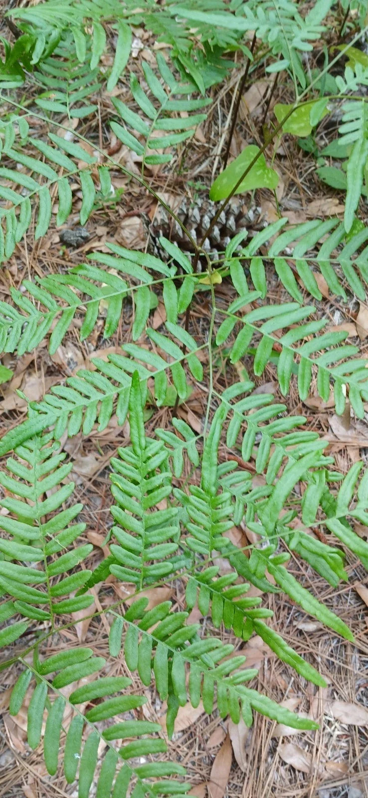 Eagle Fern Set of 5 Live Plants - Rare Woodland Ferns Pteridium aquilinum - Fast-Spreading Arching Fronds for Gardens