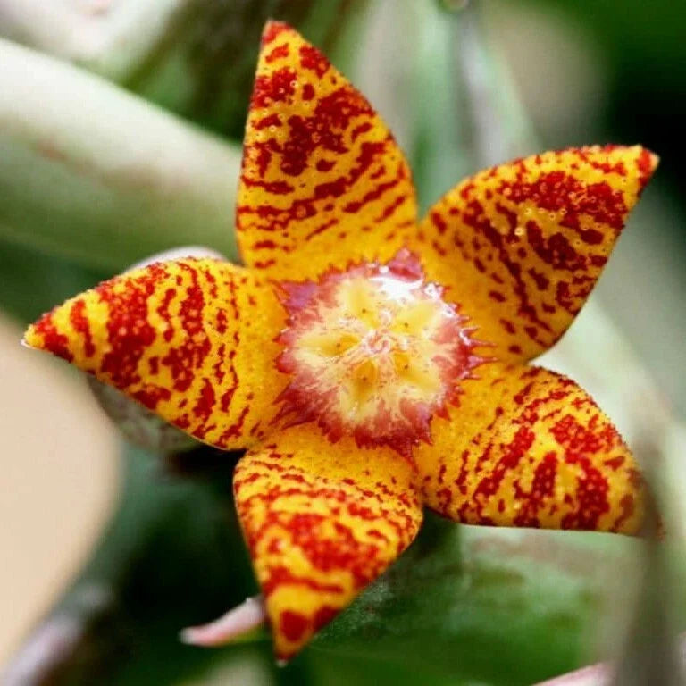 Orbea Schweinfurthii Succulent Plant | 3.5" Pot | Orange Carrion Flower | Well Rooted Succulent | Drought-Tolerant