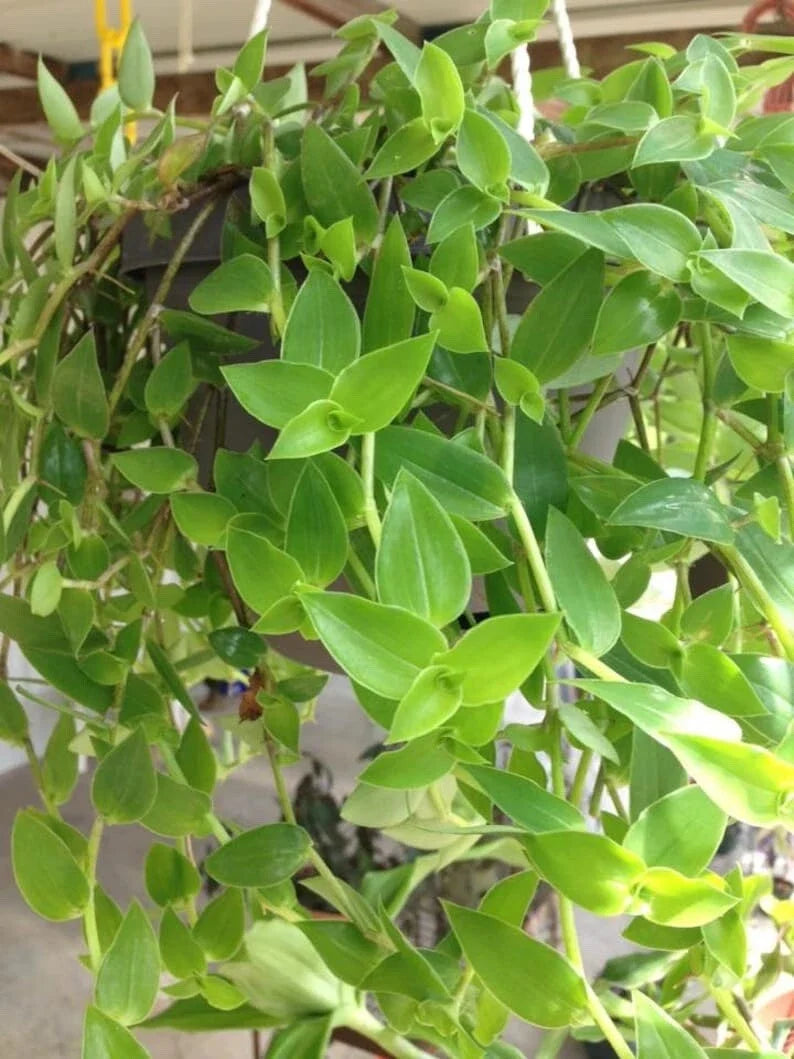 Green Wandering Jew Cuttings 12" Unrooted Tradescantia Aurea - Perfect for Propagation and Indoor Gardening