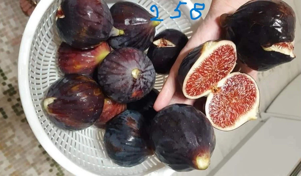 Italian 258 Cutting - Unrooted Fig Cutting - Ficus carica - Fresh Fruit Plant Propagation - Ideal for Home Gardens