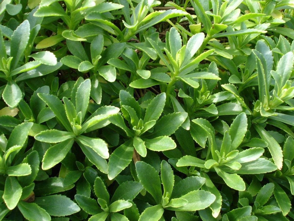 Sedum Aizoon Stonecrop Plants - 15 Rooted Wild Dig Succulents for Planting - Drought-Tolerant Ground Cover - 费菜 养心菜 土三七