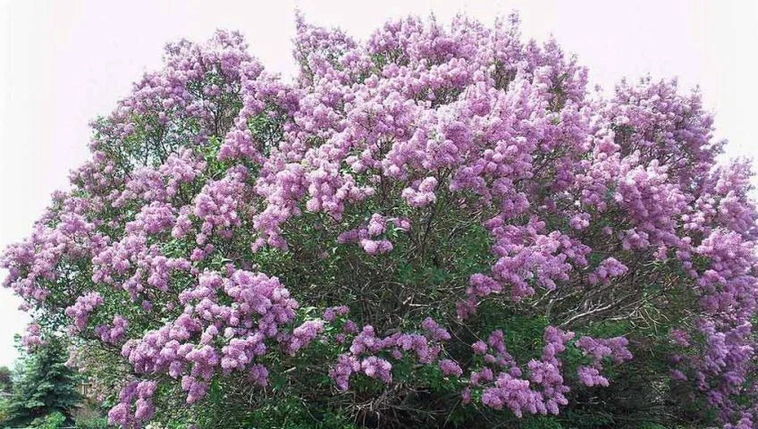 Bare Root Lilac Bush 20" Purple Syringa vulgaris - Fragrant Perennial Plants for Hedges & Borders, Easy to Grow, Planting Instructions Included