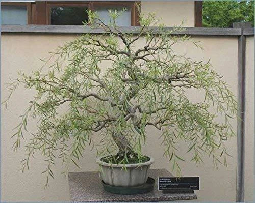 Bonsai Tree Cutting - Thick Trunk Dragon Willow - Salix Matsudana - Fast Growing Indoor/Outdoor Plant for Home Décor