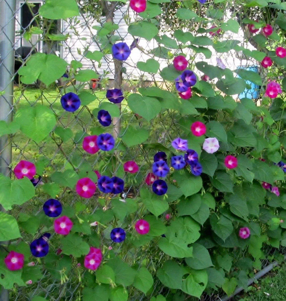 Morning Glory Wildflower Seeds - 50 Pack, Tall Mixed Variety, Non-GMO, Ipomoea spp., Perfect for Gardens and Landscapes
