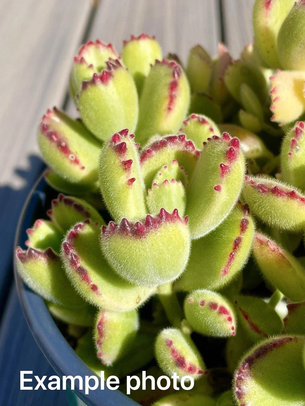 Variegated Bear's Paw Succulent Cutting - 2" Unrooted Cotyledon tomentosa - Unique Leaf Patterns for Easy Propagation