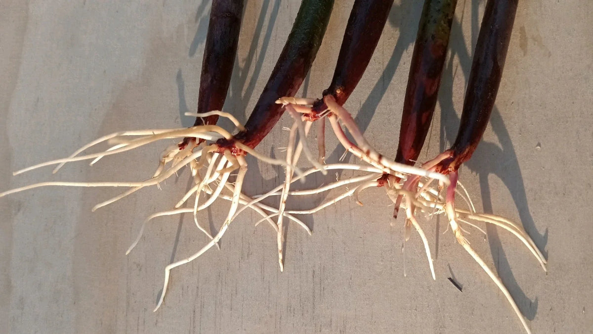Live Red Mangrove Plants Set of 5 - Rhizophora Mangle - Aquarium & Freshwater Tank Filter Plants - Easy to Grow