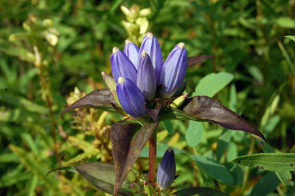Bottle Gentian Seeds - 570 Count - Blue Perennial Flower - Gentiana andrewsii - Attracts Pollinators, Easy to Grow