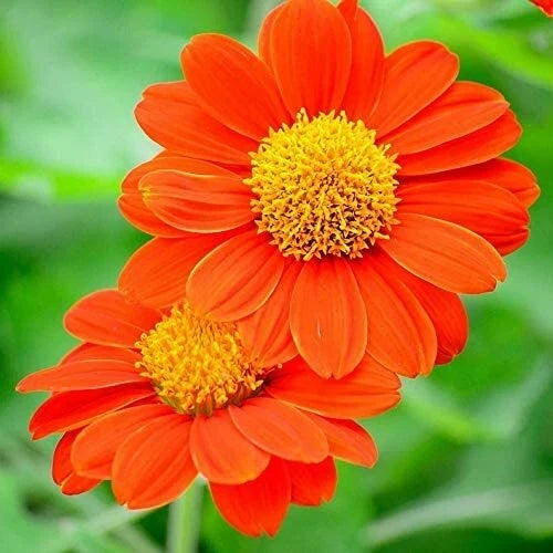 Mexican Sunflower Seeds 75 Count - Tithonia rotundifolia - Attracts Butterflies & Hummingbirds - Vibrant Orange & Yellow Blooms